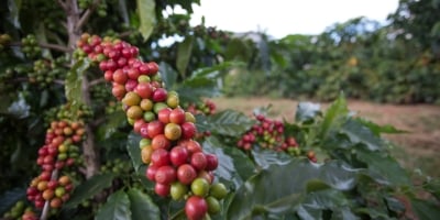 Mercado cafeeiro trabalha com correção técnica e caminhava em campo misto na manhã desta 5ª feira (26)