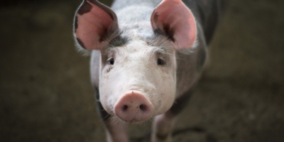 Suinocultura dos EUA inicia 2026 com preços estáveis e desafios no comércio global