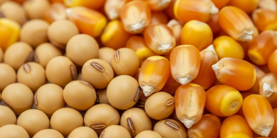 Bolsa projeta aumento das safras de soja e milho da Argentina