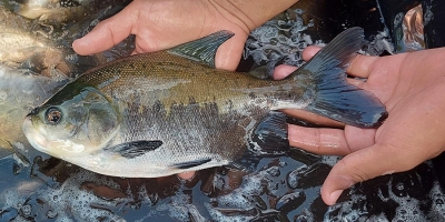 Protocolo identifica risco de contaminação entre viveiros de peixes de uma mesma bacia hidrográfica