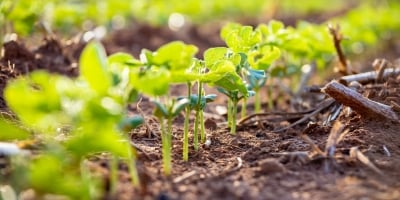 Dia Mundial do Solo: setor produtivo garante preservação do solo com adoção de práticas sustentáveis