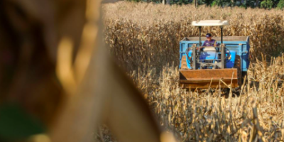 SC lança programa com até R$ 1 bilhão em crédito para produtores de suínos e aves