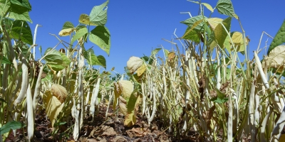 Regulador de crescimento promete mais produtividade e controle no manejo da soja e feijão