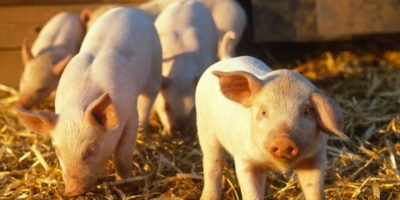 Febre aftosa acende alerta sanitário na Europa e reforça vigilância no Reino Unido