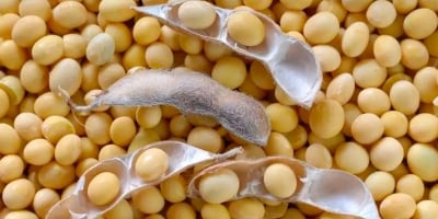 Produção de soja 25/26 do Brasil vai superar 182 mi t, estima Agroconsult