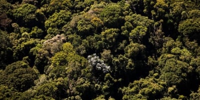 Regulamentação federal fortalece debates sobre pagamento por serviços ambientais no Pantanal em Mato Grosso