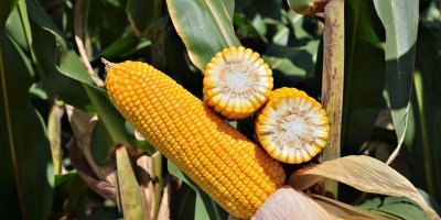 FS695: híbrido referência no manejo de nematoides com baixo fator de reprodução