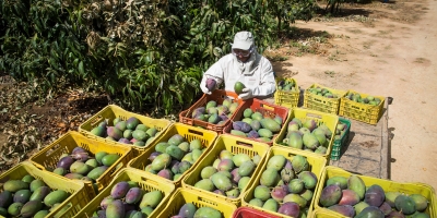 Manga/Cepea: Ao contrário da palmer, tommy termina fevereiro em alta no Vale