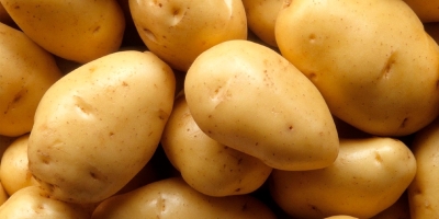 Batata/Cepea: Safra das águas tem início em dezembro em Bom Jesus