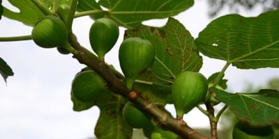 Produção de figo apresenta boas condições e mercado favorável no Rio Grande do Sul