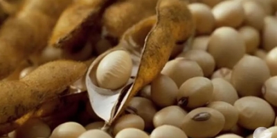 Soja caminha de lado em Chicago nesta 3ª feira, ainda esperando pelos novos números do USDA