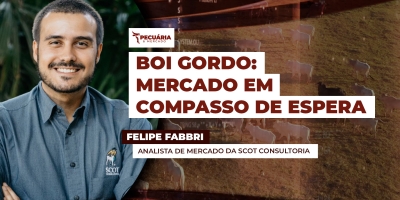 Mercado do boi gordo começa a semana com estabilidade e ritmo mais lento