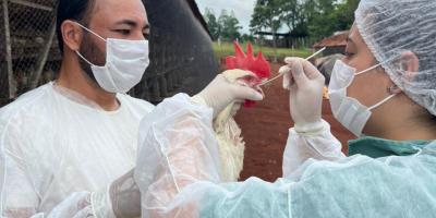 Paraná conclui ciclo 2025/2026 de vigilância ativa para Influenza Aviária e Doença de Newcastle