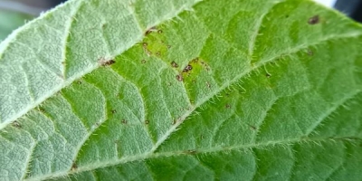 Ferrugem asiática desafia e impacta a produtividade da soja