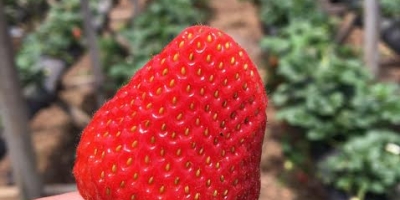 Morango do amor acelera vendas de agricultores do interior de São Paulo