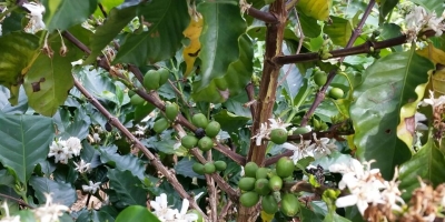 Produção de café da Colômbia cai 34% em janeiro, diz federação