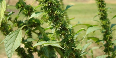 Pesquisadora do MS mostra como eliminar Plantas Daninhas gastando até 50% menos com Herbicidas