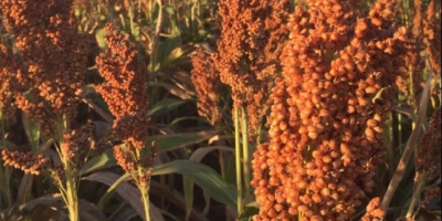 Sorgo avança no calendário agrícola e pode ser destaque da safrinha, revela levantamento da Conab