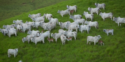 Entre exigências e oportunidades, Pará abre caminho para rastreabilidade avançar na pecuária brasileira