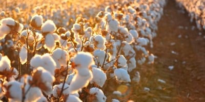 StoneX revisa para baixo estimativa de produção de algodão para 2025/26