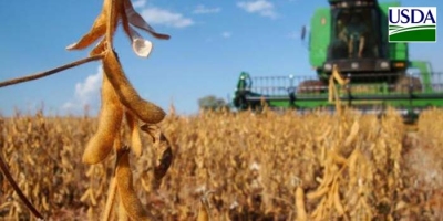 USDA: Colheita de soja chega a 19% da área, dentro do esperado, mas milho fica abaixo da expectativa