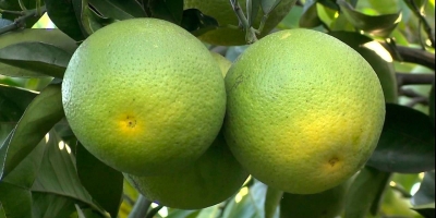 Citros/Cepea: Exportação em ritmo lento deixa indústria cautelosa na compra de fruta