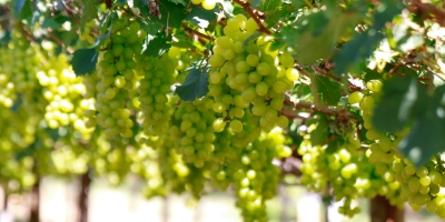 Uva/Cepea: Baixa oferta sustenta preços no Vale, mas cenário pode mudar em abril