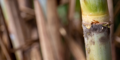 Conferência Internacional DATAGRO reúne líderes do setor para debater futuro do açúcar, etanol e biocombustíveis