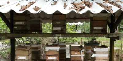 Mapa visita vitrines da Embrapa na COP30 e destaca soluções científicas para a agricultura e o clima