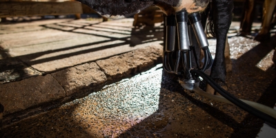 Produtores de leite enfrentam início de ano difícil, mas setor projeta reação nos próximos meses