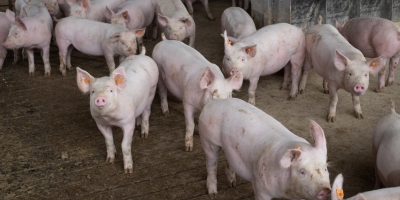 Suinocultura Independente: oferta ajustada impulsiona preços e mantém mercado aquecido