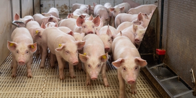 Suínos/Cepea: Preços do animal vivo e da carne registram baixas históricas