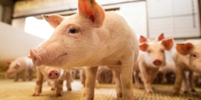 Suínos/Cepea: Em um ano, preço do suíno recua 20% em SP