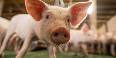 Média diária embarcada de carne suína recua  14,3% até a segunda semana de novembro/25; faturamento também teve retração