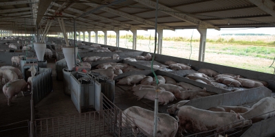 Capal projeta expansão de 30% na suinocultura e abre programa para novos cooperados