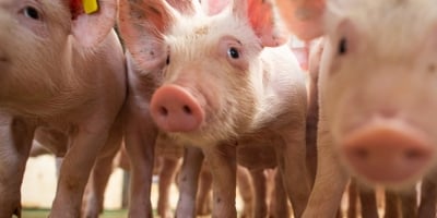 Carne suína: novembro registra recuo de 14% no volume exportado em comparação ao ano anterior