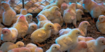 APINCO aponta queda de 15,3% na produção de pintos de corte em novembro/25