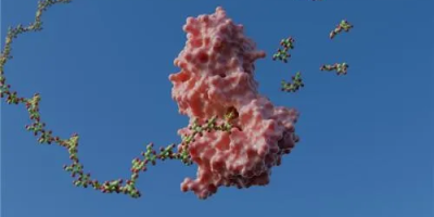 Descoberta em Campinas revela mecanismo inédito que pode revolucionar o uso da biomassa