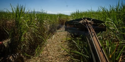 Moagem de cana-de-açúcar atinge 16 milhões  de toneladas na segunda quinzena de novembro