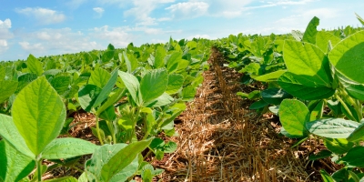 Plantio de soja atinge 4,39% da área do Brasil e indica antecipação, diz Pátria AgroNegócios