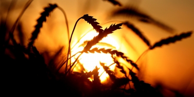 Período mais seco e quente no primeiro semestre de 2025 causa impacto à produção agrícola brasileira, aponta análise da Nottus