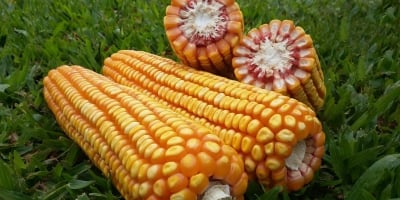 Agural: Com clima a favor, colheita da safrinha de milho chega a 68% no Centro-Sul do Brasil