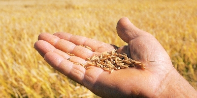 Valor Bruto da Produção Agropecuária deve atingir R$ 1,39 tri em 2026