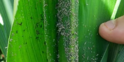 Híbrido tolerante ao pulgão é aposta da Corteva Agriscience para a cultura do Sorgo na próxima safra