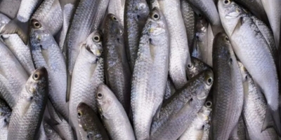 MPA e MMA definem cotas para safra da Tainha 2026; veja como ficou