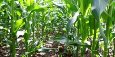 Imea estima aumento no plantio de milho em Mato Grosso, mas produção menor