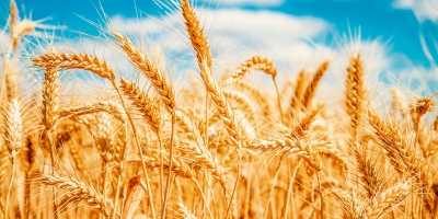 Trigo abre semana em baixa em Chicago com clima mais úmido pressionando cotações