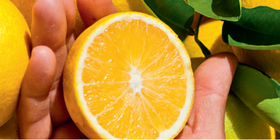 Citros/Cepea: Subprodutos citrícolas têm alívio tarifário