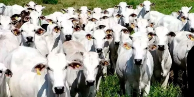 Agrobrazil: Mercado encerra a sexta-feira com um cenário de estabilidade nominal na maioria das praças