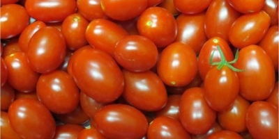 Tomate/Cepea: Clima quente eleva incidência de moscas branca e minadora em Itapeva